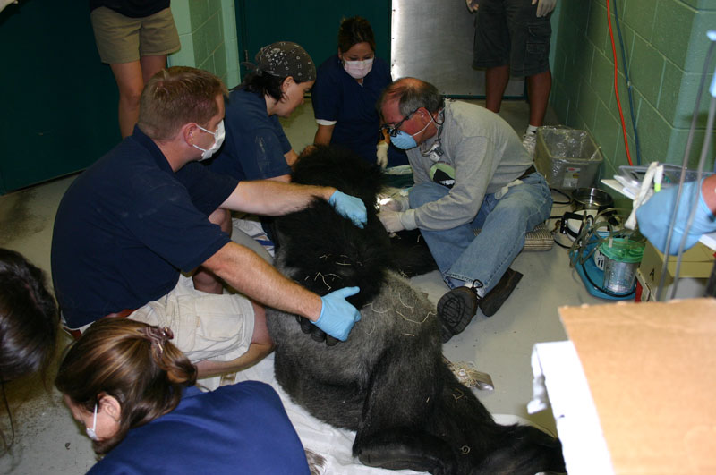 Dr. John Scheels - Exotic Animal Dentistry